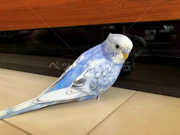 迷子鳥の画像