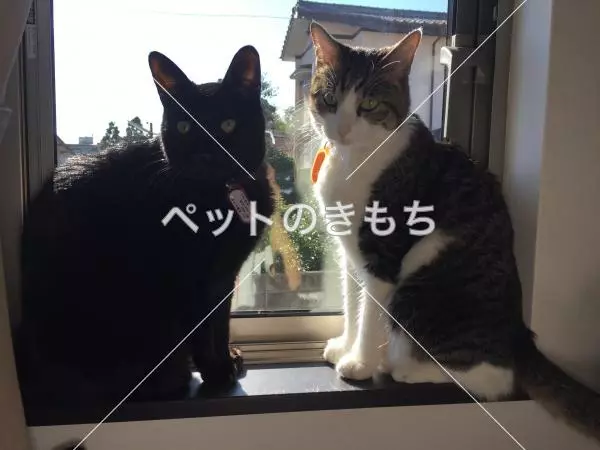 迷子猫の画像