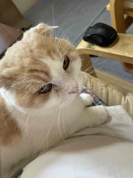 迷子猫の画像