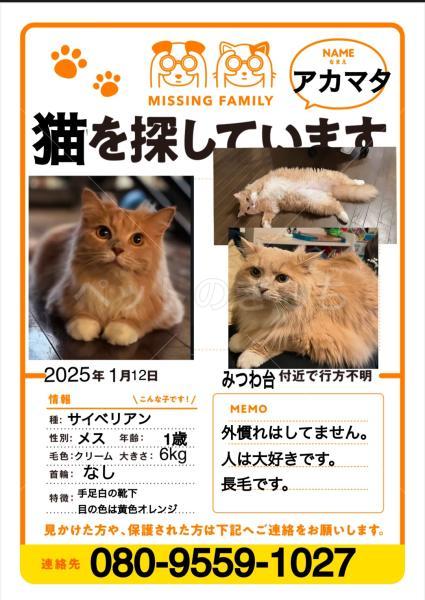 迷子猫の画像