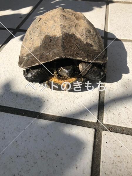 保護クサガメの写真