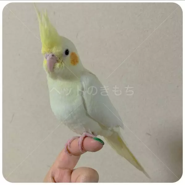 迷子鳥の画像