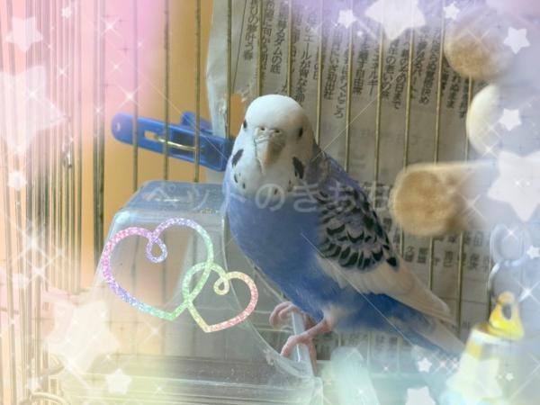 迷子鳥の画像