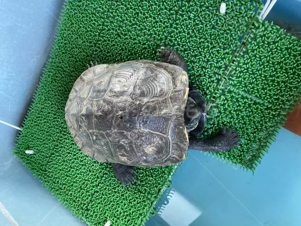 迷子ペットの画像