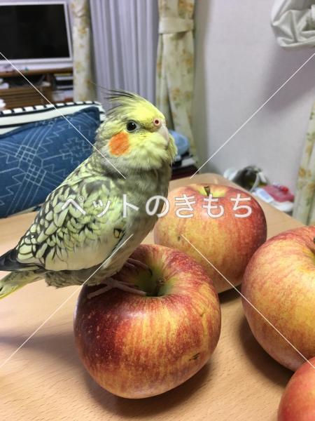 迷子鳥の画像