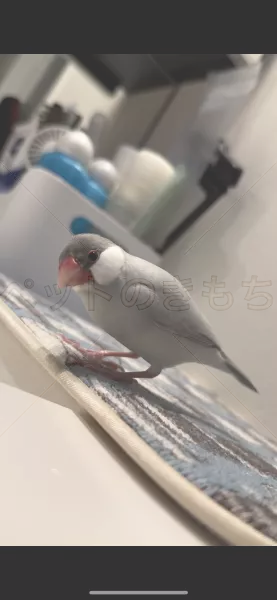 迷子鳥の画像