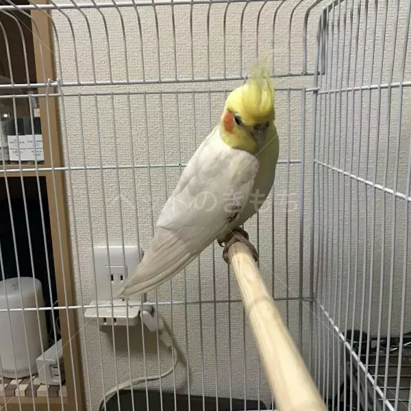 保護鳥の画像