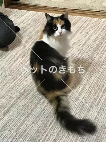 迷子猫の画像