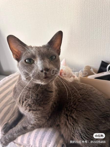 迷子猫の画像