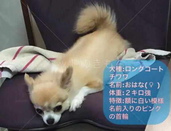 迷子犬の画像