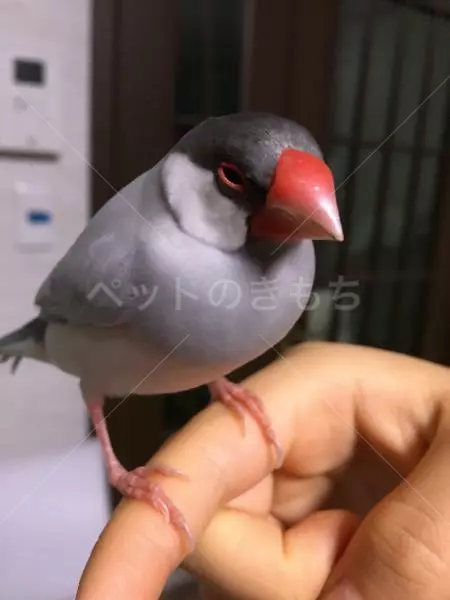 保護鳥の画像