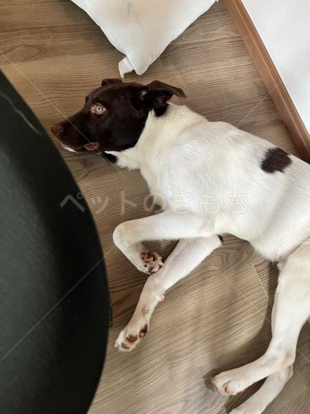 迷子犬の画像