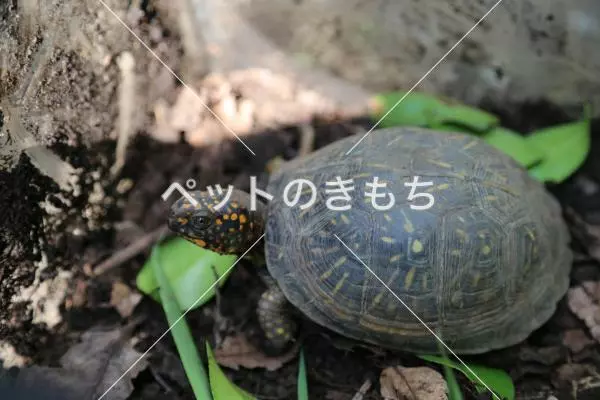 保護ペットの画像