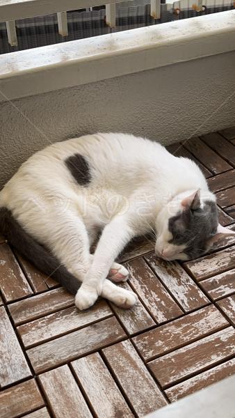 迷子猫の画像