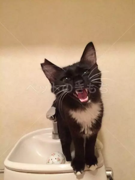 コメント投稿の画像