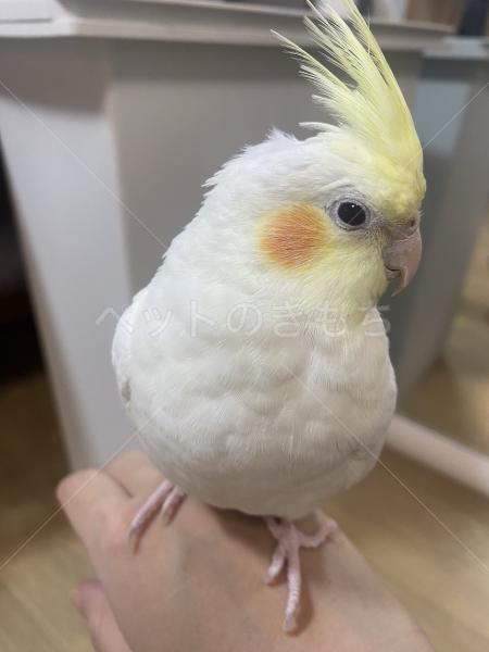 迷子鳥の画像