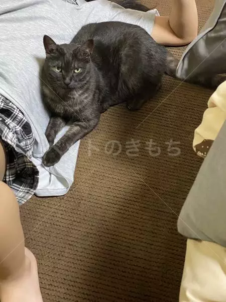 迷子猫の画像