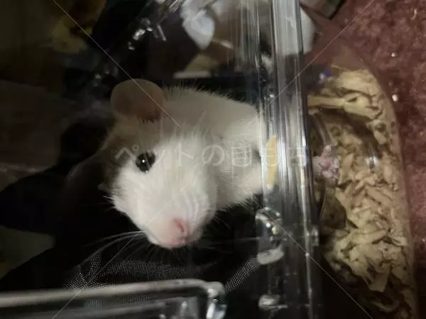 迷子ペットの画像