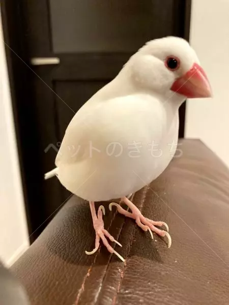 迷子鳥の画像