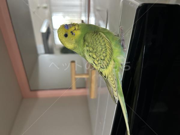 迷子鳥の画像