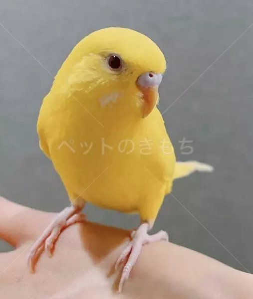 迷子鳥の画像