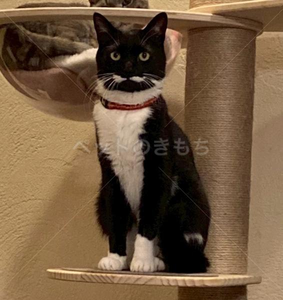 迷子猫の画像