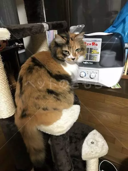 迷子猫の画像