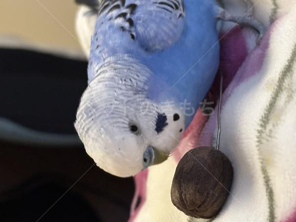 迷子鳥の画像
