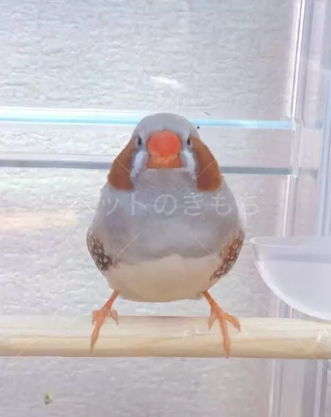 迷子鳥の画像