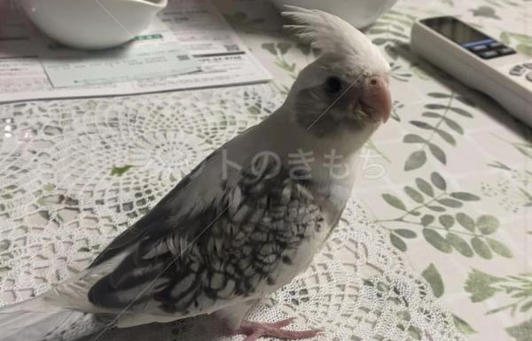 迷子鳥の画像