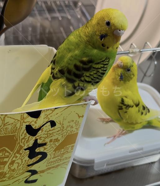 迷子鳥の画像