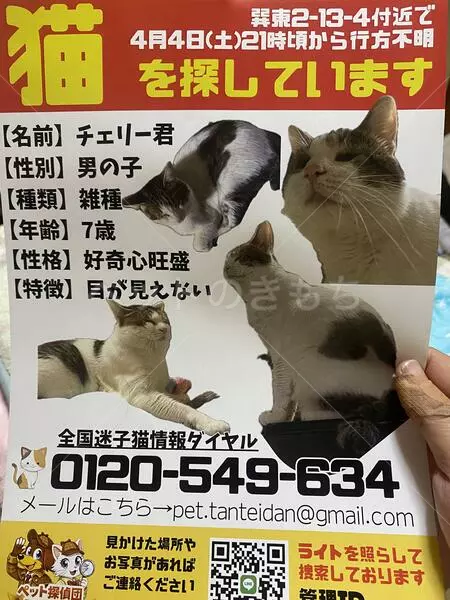 迷子猫の画像