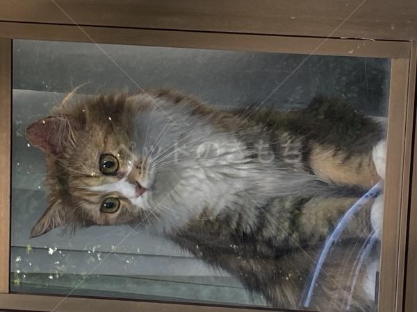 迷子猫の画像