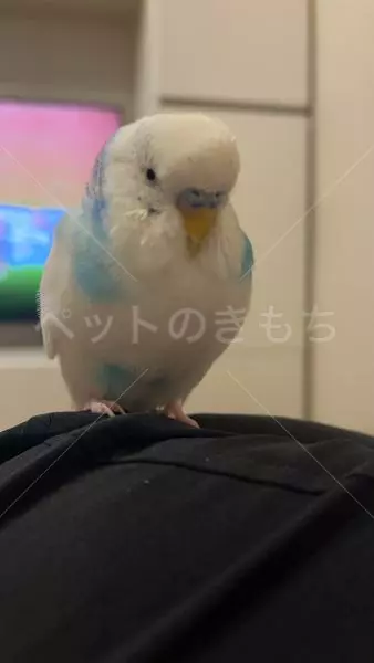 迷子鳥の画像