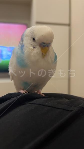 迷子鳥の画像