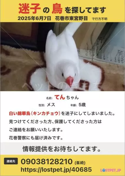迷子鳥の画像