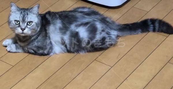 迷子猫の画像