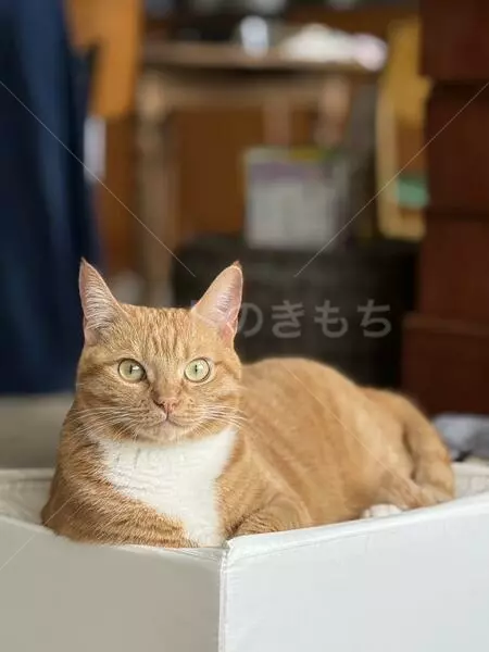 迷子猫の画像