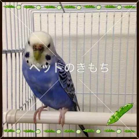 迷子鳥の画像