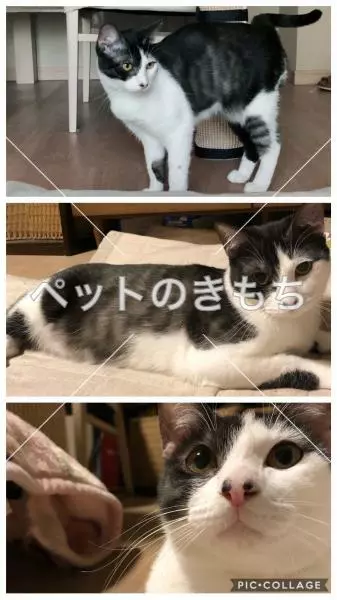 迷子猫の画像