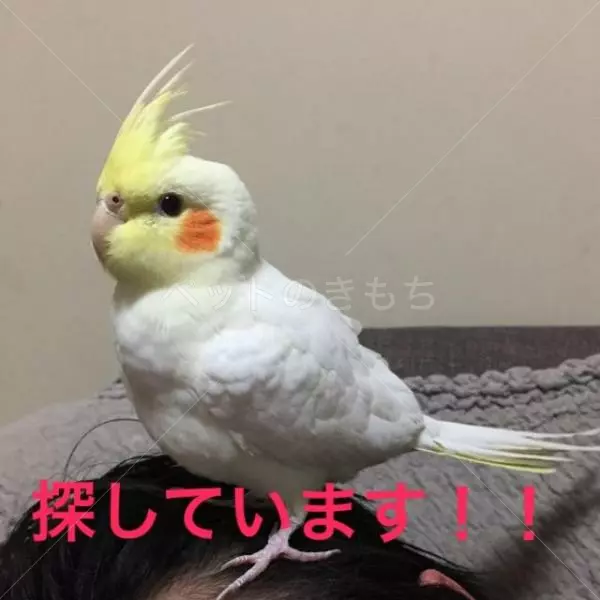 迷子鳥の画像