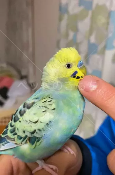 保護鳥の画像