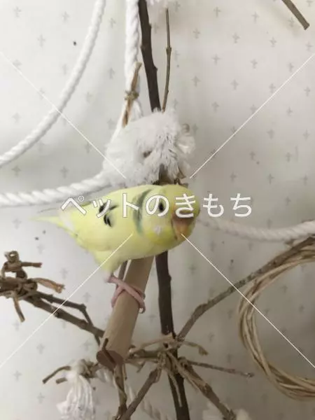 迷子鳥の画像