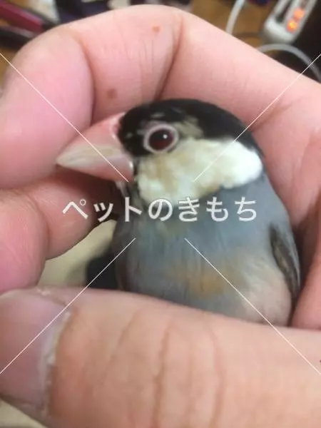 迷子鳥の画像
