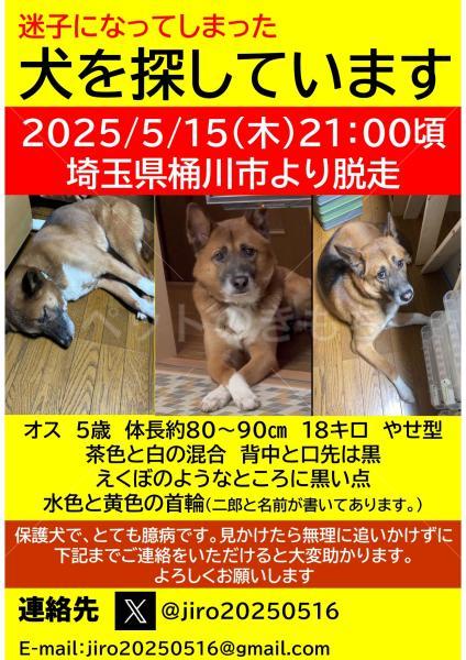迷子犬の画像
