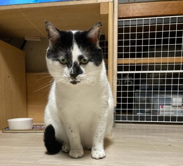 迷子猫の画像