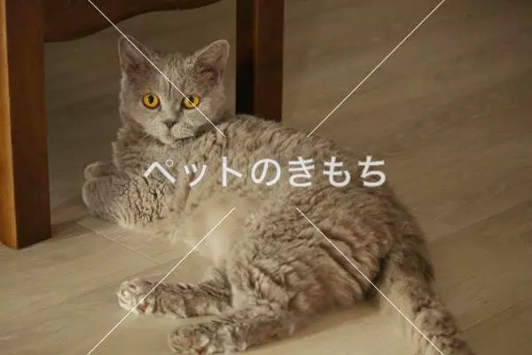 迷子猫の画像
