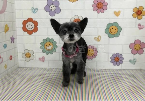 迷子犬の画像