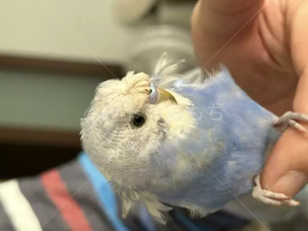 コメントの画像