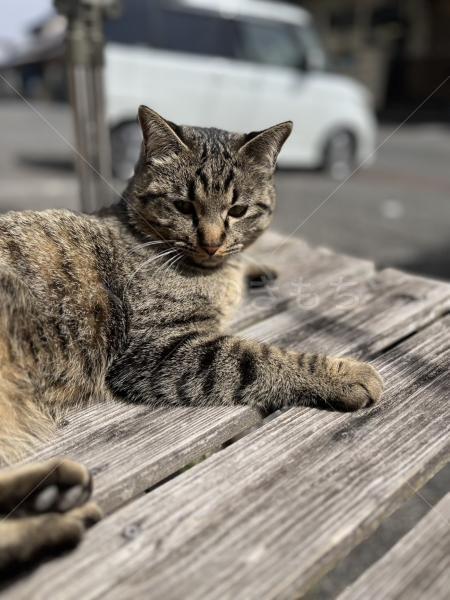 迷子猫の画像